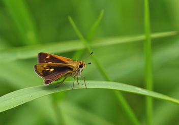 Whirlabout female